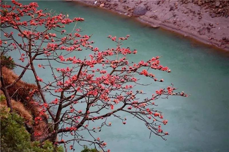 春到怒江，木棉斗艷，鳥兒、松鼠一起把春鬧……