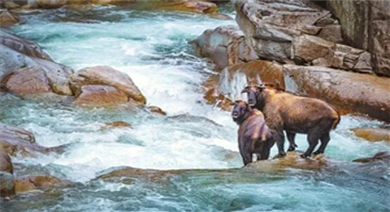 怒江旅游 怒江旅游